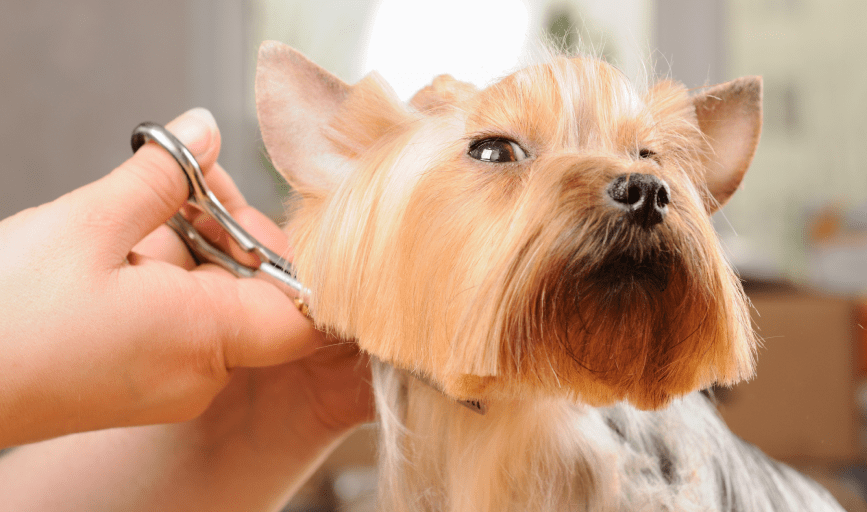 At Home Pet Spa 