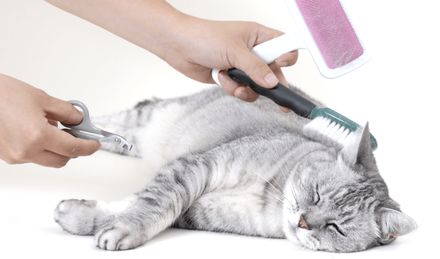 At Home Pet Spa 