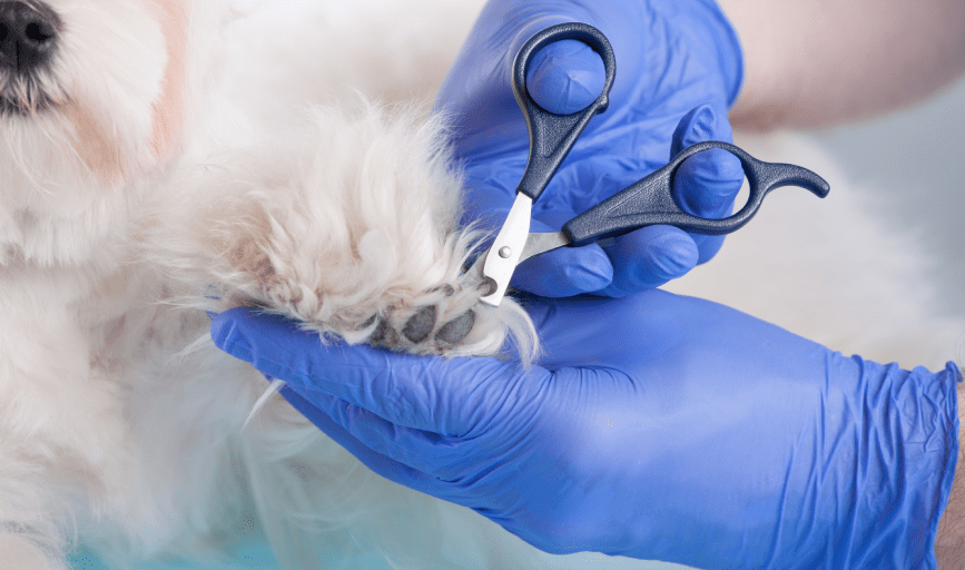 At Home Pet Spa 