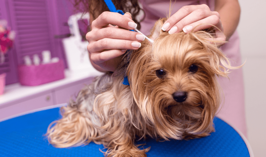 At Home Pet Spa 